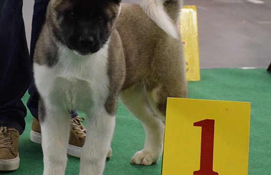 3 months old - first show Best Baby Female
