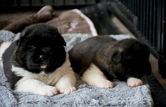 Puppies geboren